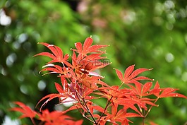 楓,植物,楓葉