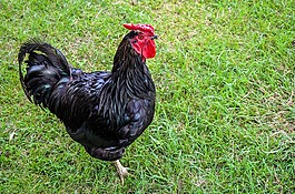 公雞,鳥,家禽