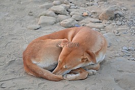 狗,尼泊爾,睡覺