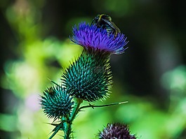 蜜蜂,花,工廠