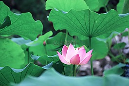 荷叶,绿,景色