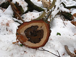 baumstam,樹箅子,鋸