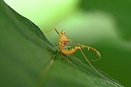 曇花一現(xiàn),動物,昆蟲