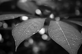 葉子,黑,白