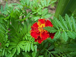 萬壽菊,花,陽臺(tái)植物