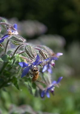 蜜蜂,秋季,花卉