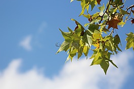 葉,秋,樹