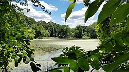 沼澤,浮橋,出樹林