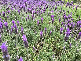 熏衣草,墨西哥,鮮花