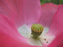 罌粟,花,性質