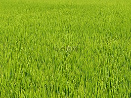 越南,亞洲,水稻