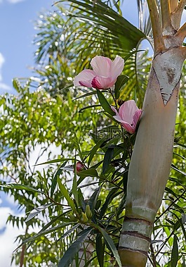 鲜花,槿,夏威夷芙蓉