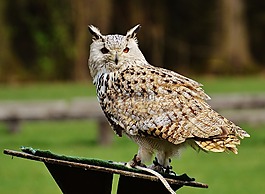 貓頭鷹,wildpark 地點,鳥