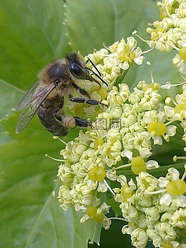 蜜蜂,昆蟲,動物