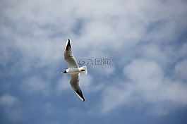 海鷗,鳥(niǎo),飛行