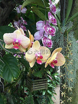 花,蘭花,自然