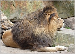 獅子,母獅,野生動(dòng)物