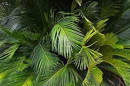 棕櫚葉,蕨類植物,葉