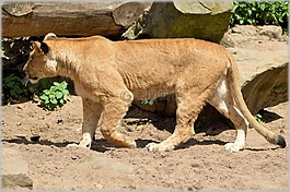 獅子,母獅,野生動物