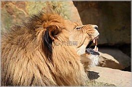 獅子,母獅,野生動物