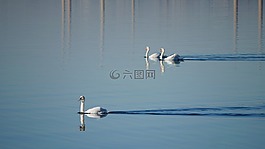鸟,的水体,性质