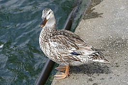 鳥(niǎo),性質(zhì),春天