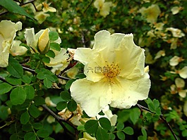 野生玫瑰,黃色,廠