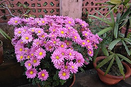 花,粉红色,首页花园