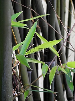 廠,竹,綠色