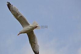 鳥(niǎo),海鳥(niǎo),海鷗