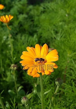 金盞花,鮮花,橙花