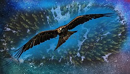 高度,鳥,飛行