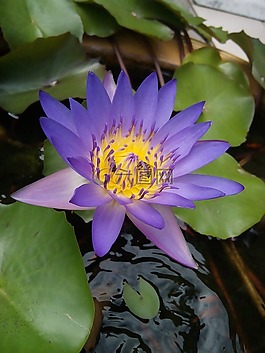 蓮花,荷葉,博禁令