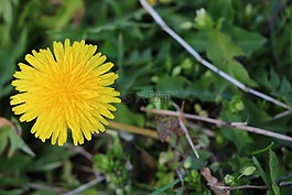 花卉,黃色,植物