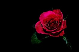 花,鮮花,玫瑰