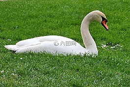 疣鼻天鵝,天鵝,草地