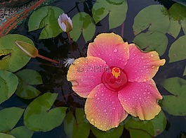 槿,蓮花,花