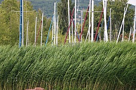 里德,水生植物,桅桿