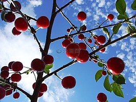 櫻桃,天空,夏天