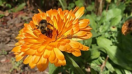 自然,植物區(qū)系,花