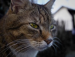 宿醉,貓,動物