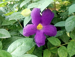 花,紫色,開花