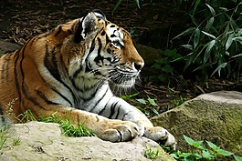 虎,動物園,貓