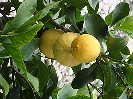 檸檬,水果,樹