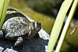 龜,兩棲類,動物