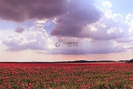 鮮花,字段,云