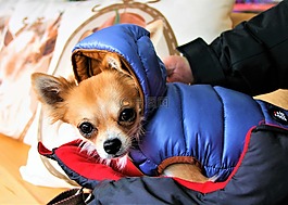 小狗,chihuahua,動物