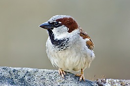 飛行員,鳥,飛