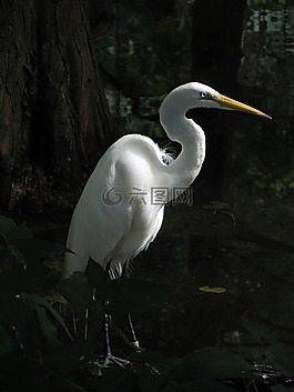 大白鷺,水禽,鳥