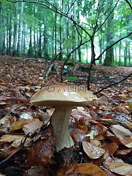 牛肝菌,cep,真菌